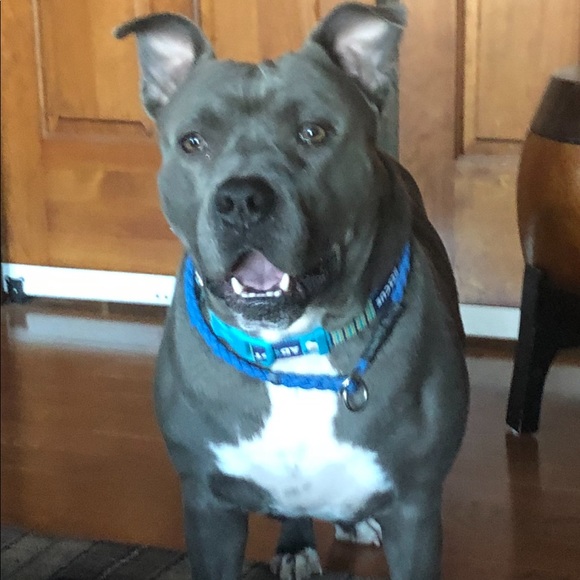 Isabella is being adopted ♥️ - Picture 8 of 8